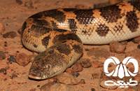 گونه مار بوآی شنی خوزستان Arabian Sand Boa